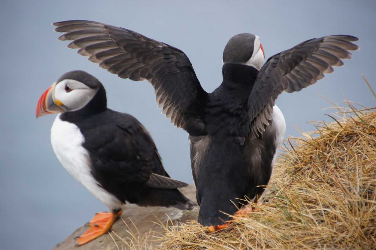 icelandic puffins