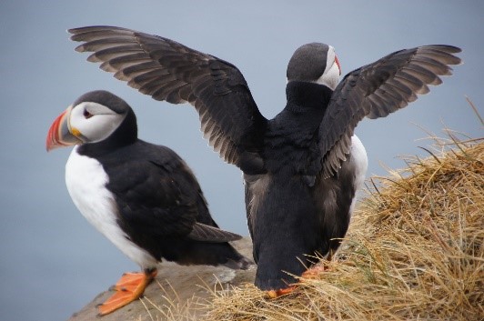 you can see a puffin in Iceland summer