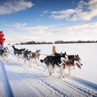 Dogsled ride in Iceland