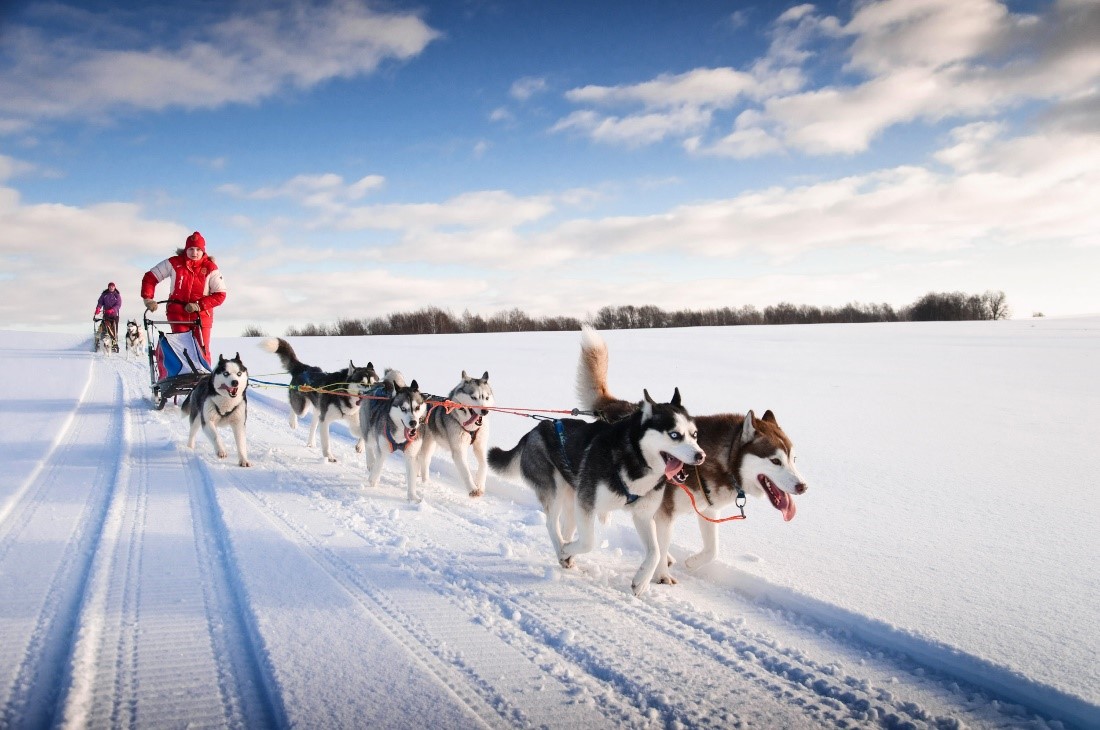 Dogsled ride in Iceland