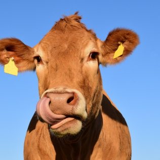 Icelandic cow