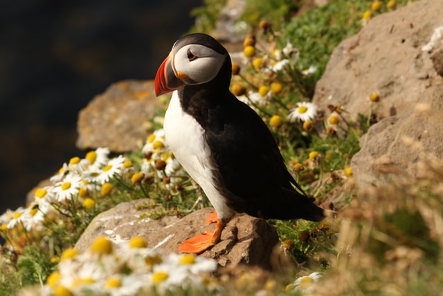 puffin in Iceland summer 