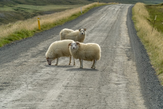 In Iceland’s rural areas, it’s common to find sheep wandering out into the road. They