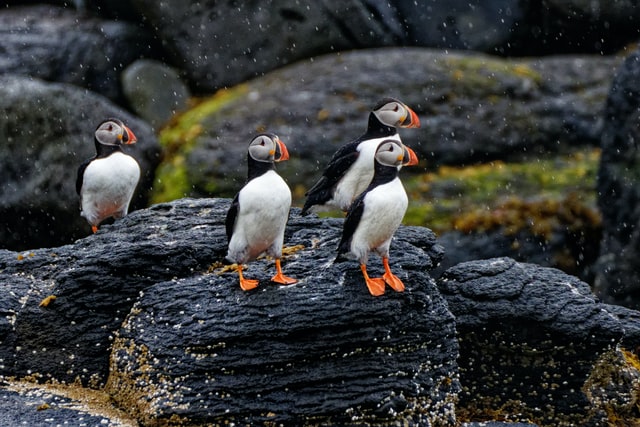 westman island puffin Iceland