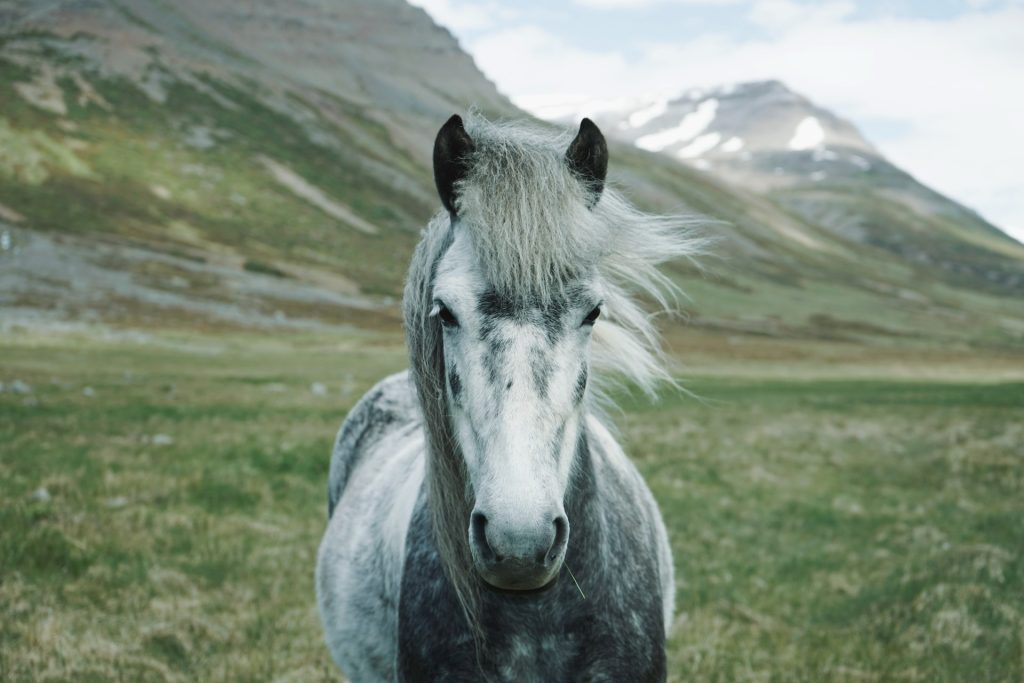 icelandic horse