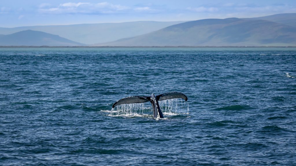 go whale watching in Iceland 

