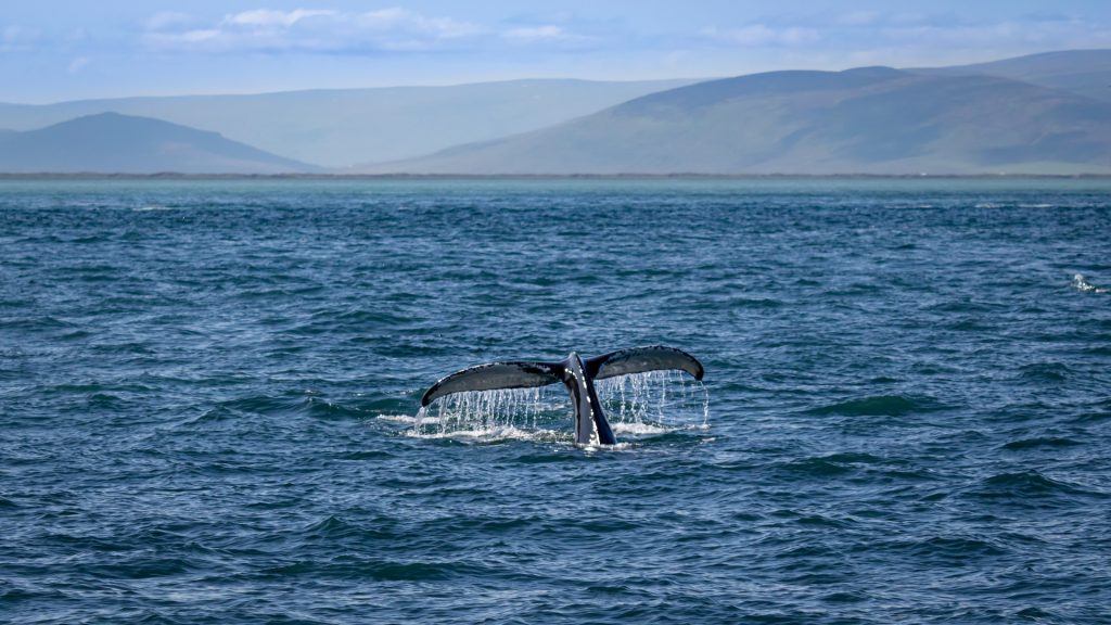 go whale watching in Iceland