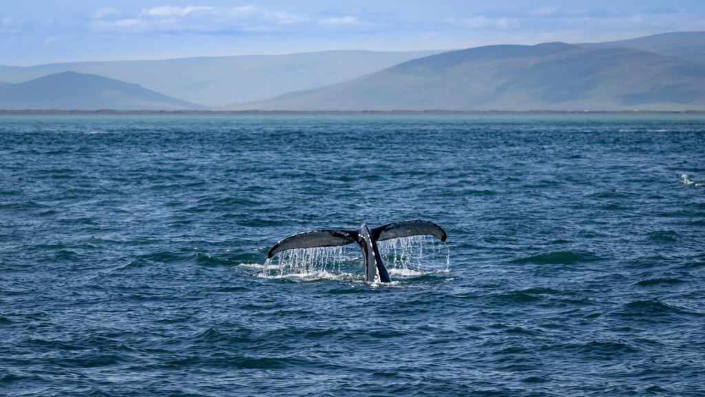 travel to iceland october