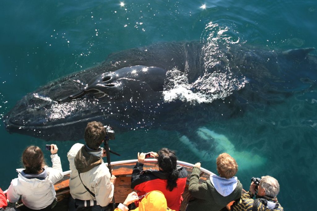 you can take your kid on a whale watching tour in Iceland when travelling
