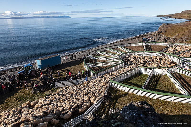 Rettir is the sheep round up of iceland