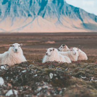 guide to Icelandic sheep