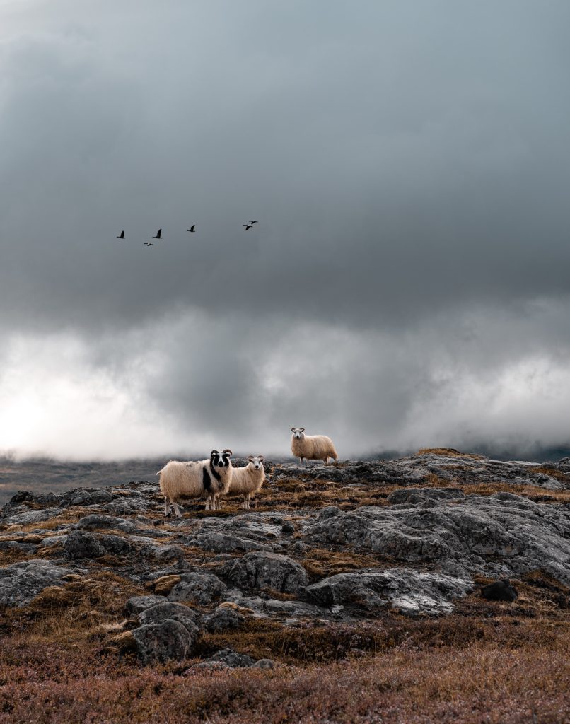 the icelandic sheep in iceland nature