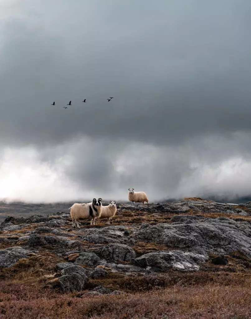Icelandic Sheep Guide Where And How To See Them In Iceland Firefly Icelandic Sheep Guide Where And How To See Them In Iceland Firefly