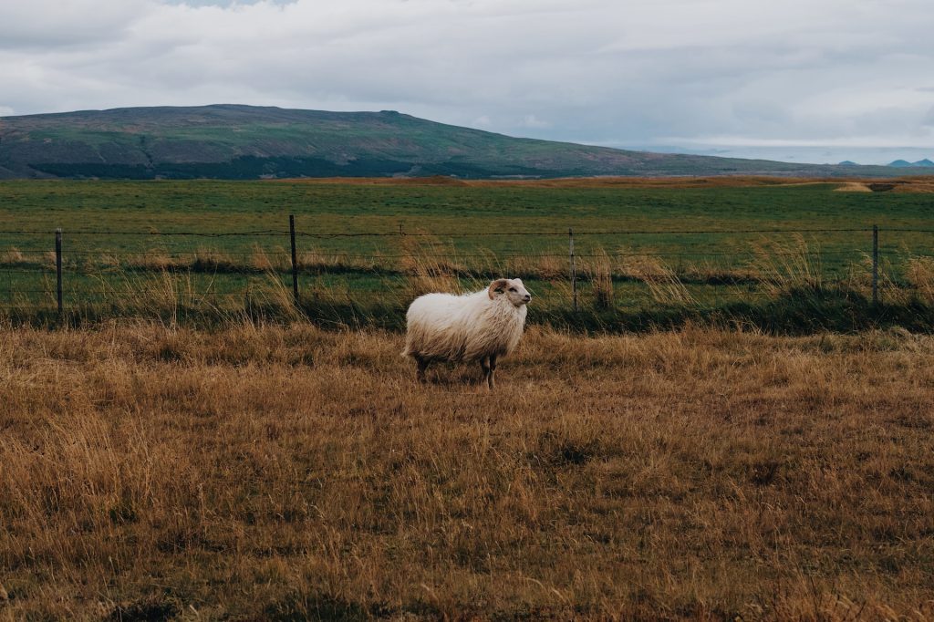 what does Icelandic sheep looks like