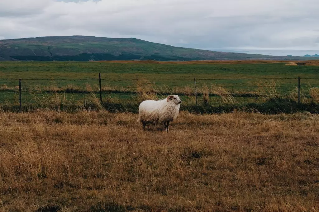Icelandic Sheep Guide Where And How To See Them In Iceland Firefly 