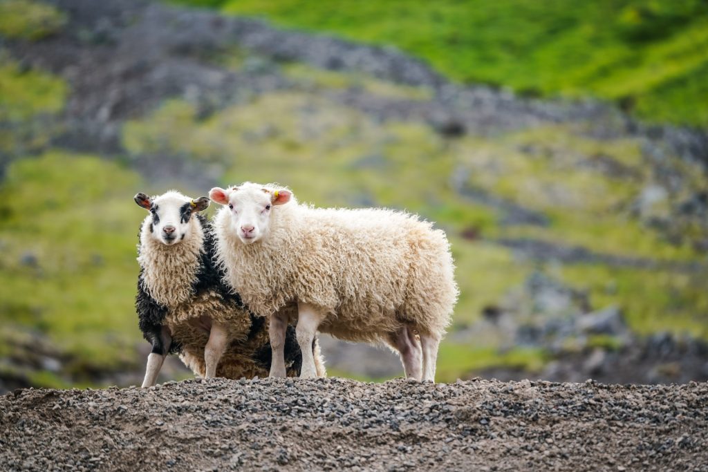 the face of icelandic sheep
