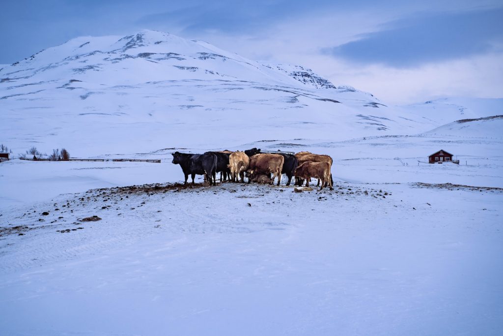 winter view in Iceland