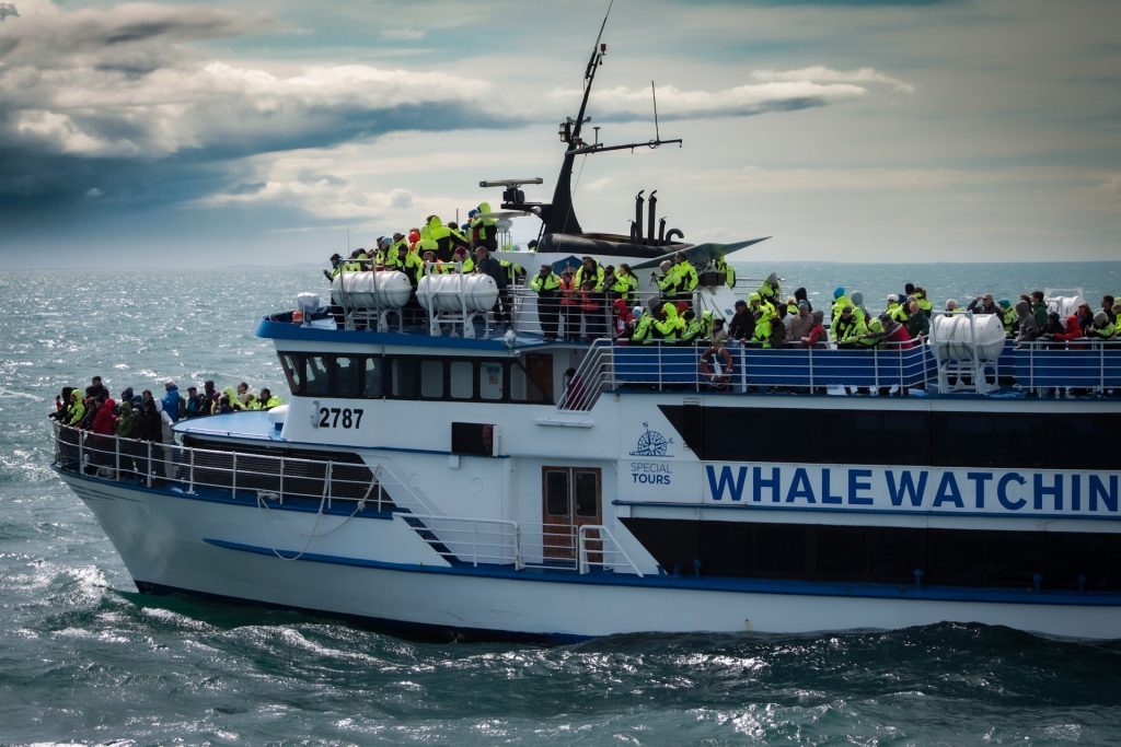join a tour and go whale watching in iceland