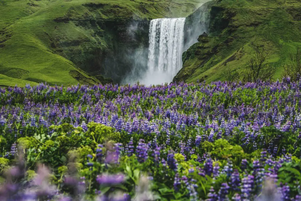 Summer in Iceland