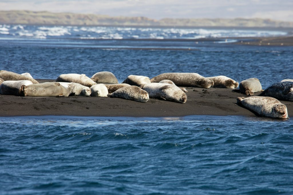 see wild seals in Iceland in the north