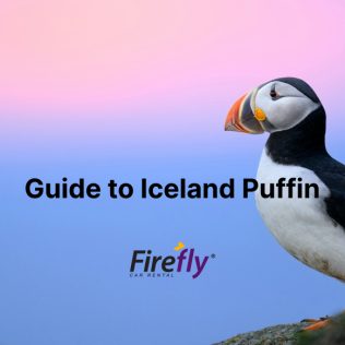 A guide to seeing puffin in Iceland