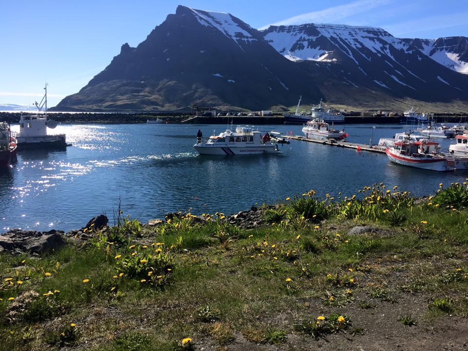 take a boat to Hornstrandir from Westfjord