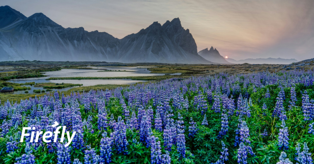 summer view of the Vestrahorn with lupine in Iceland East