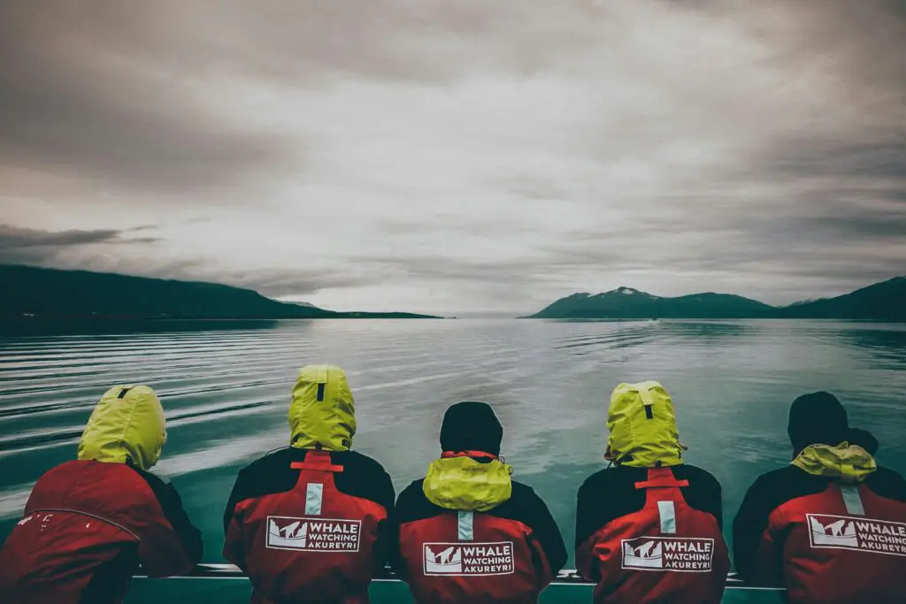Whale watching in Akureyri