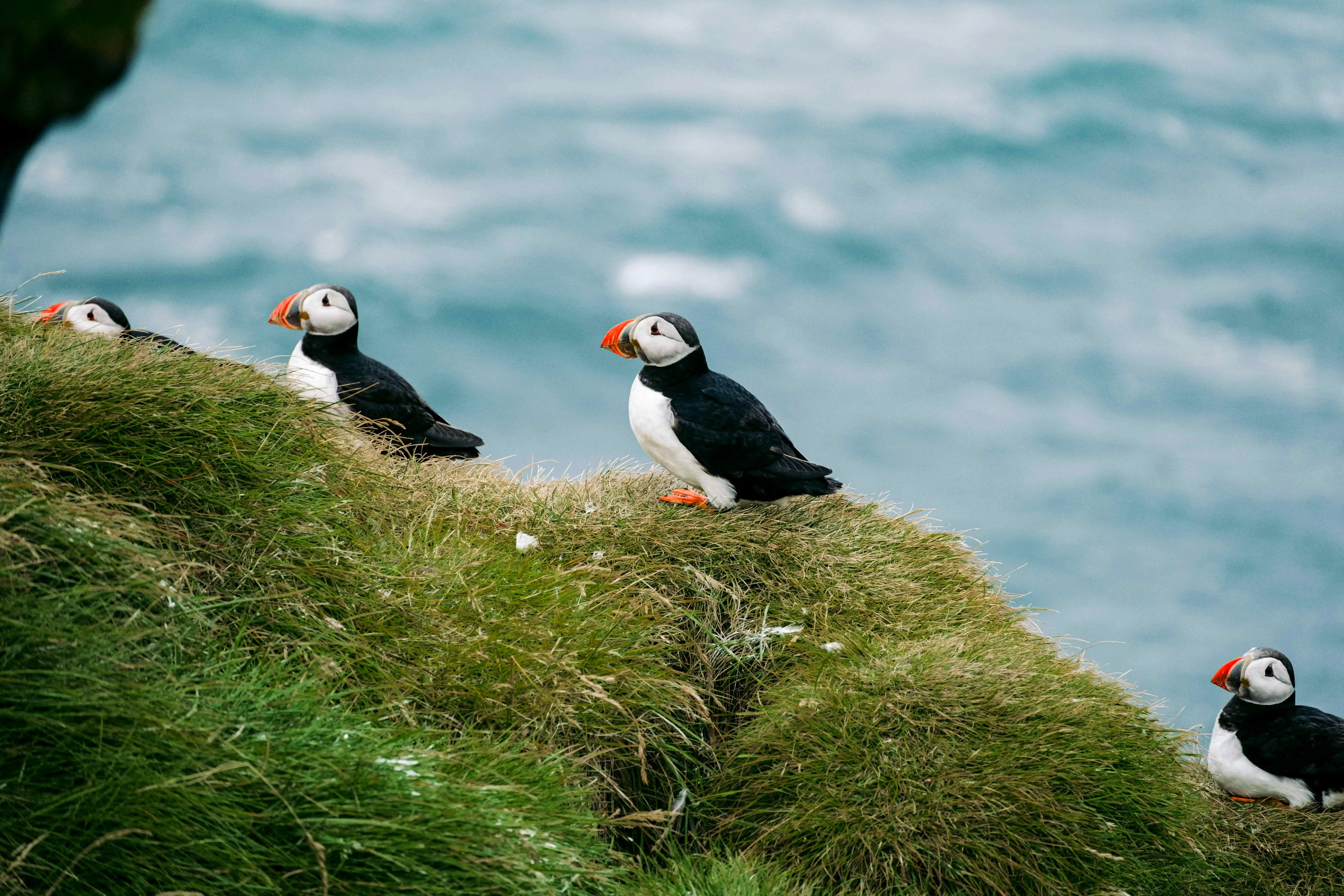 Puffins in Iceland